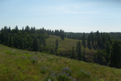 The Kamholz Draw, a major watershed through the ranch, which drains into the Little Klickitat River.