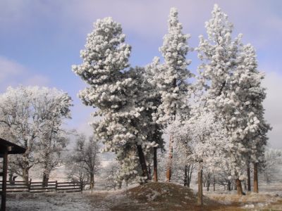 Winters can have long, cold and foggy periods.  But when that breaks the frosty trees are beautiful!.