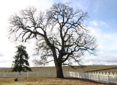 The big old Oak Tree in the front yard of the ranch house.
