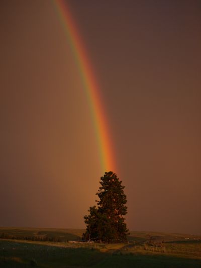 A rainbow hits a loan pine after a storm.