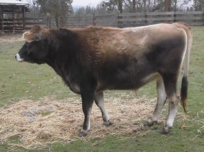 In the corral looking for some winter hay.