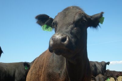 Some of the farmer's herd
