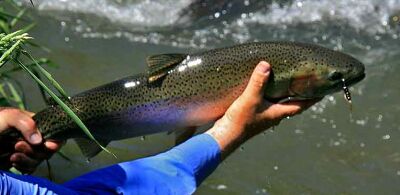 photo by The Evening Hatch, Inc.