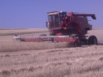 Harvesting Wheat