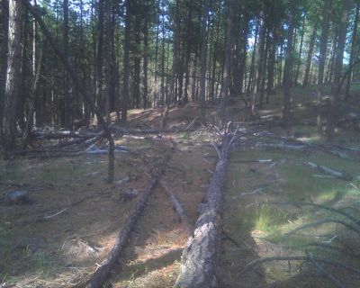 Stressed and dying Pine Woods on the ranch.