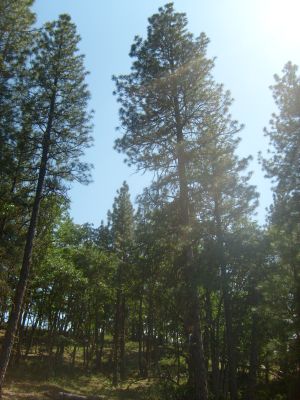 Pine Woods on the ranch.
