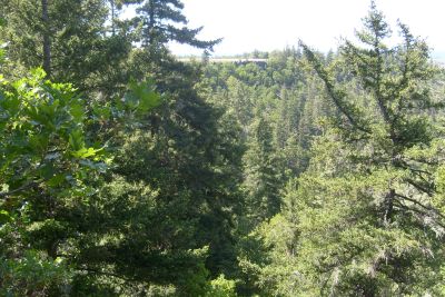 Steep timber in the Little Klickitat Canyon.