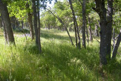 White Oak Forest.
