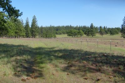 Meadows with Pine and Oak forests