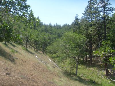 White Oak and Pine Forests.