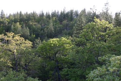 Oak and Pine in the draw - Excellent Squirrel Habitat