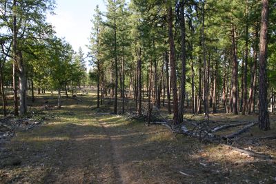 Pine Forest - Excellent Squirrel Habitat.