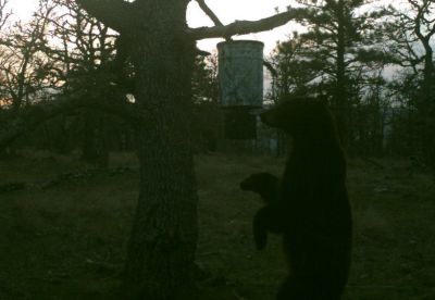 A large black bear checking out a deer feeder.