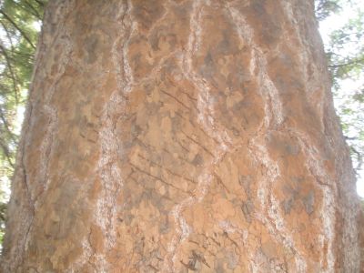A pine tree scratched up by a large bear.
