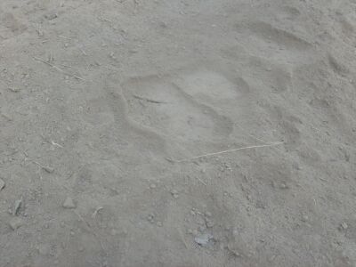 Tracks - a sign a large black bear was near.