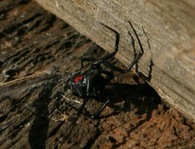 Black Widow spiders also love water system valve boxes - beware!