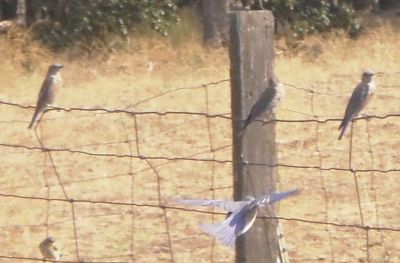 Some Rocky Mountain Bluebirds on the fence.