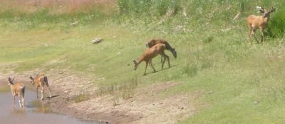 These bucks are at Lee Key pond getting a drink in June.
