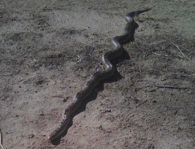 Bull snakes like this act like rattlesnakes, but they are relatively harmless.  Rattlesnakes are fairly uncommon on the ranch, except in the rocky canyon and watered lawn.
