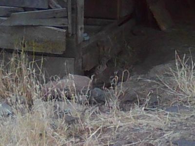 A local bunny (fairly rare) who took up residence in the barn.