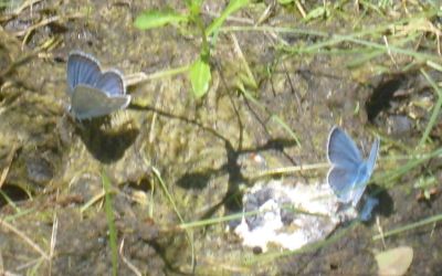 Little blue butterflies.