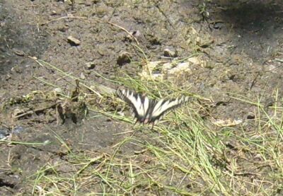 A monarch butterfly.