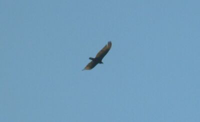 Another buzzard.  If you see one circling like this you should hope something dead is around, and that it isn't just waiting for you.