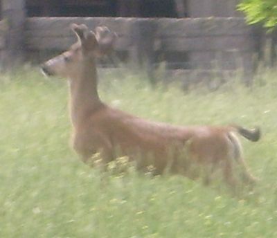 A buck near the old Hassing Place homestead on the ranch.