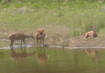 More deer enjoying one of the ranch's many ponds.
