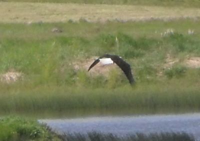 A bald eagle looking for treats at a pond on the ranch.
