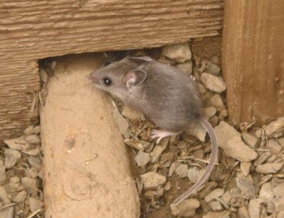 A mouse who took up residence in a water system valve box.