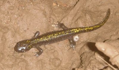 This newt was living in a water system valve box.  They like moist rotten logs.