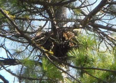 This young owl is living in a nest that was once a squirrel nest.