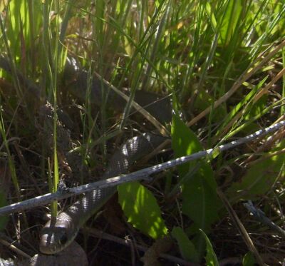 Here is another snake in the grass, looking for frogs.