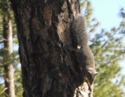 Our famous Western Gray Squirrels.  This baby was fairly fearless.