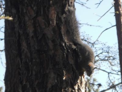 The same squirrel again.  It is hard to get close enough to these guys to get a good picture since they tend to be shy.