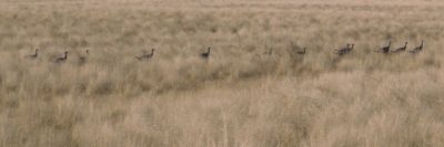 A flock of turkeys heading across a field.