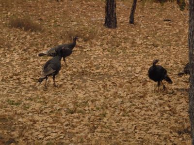These turkeys are forraging in the forest.
