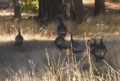 More turkeys.  They are usually heading away from you unless you are good at calling them in.