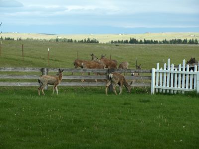 We often get deer in the yard at ranch headquarters.